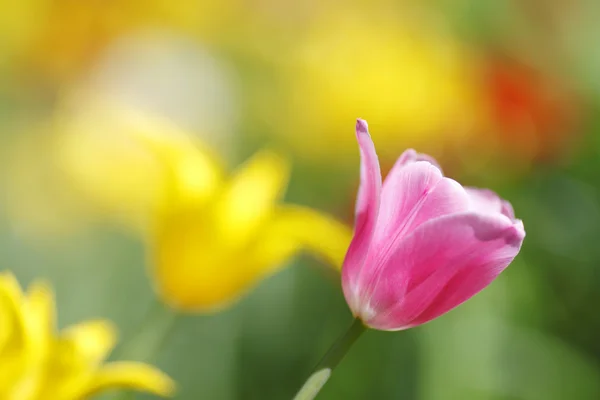 Bunte Tulpen — Stockfoto