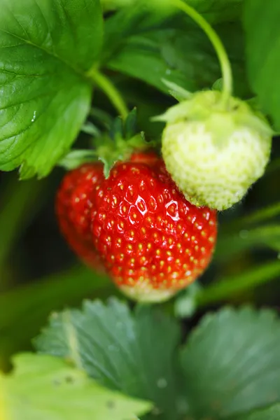 Fresas en rama —  Fotos de Stock