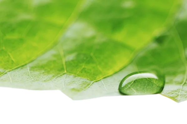 Goccia d'acqua su foglia verde — Foto Stock