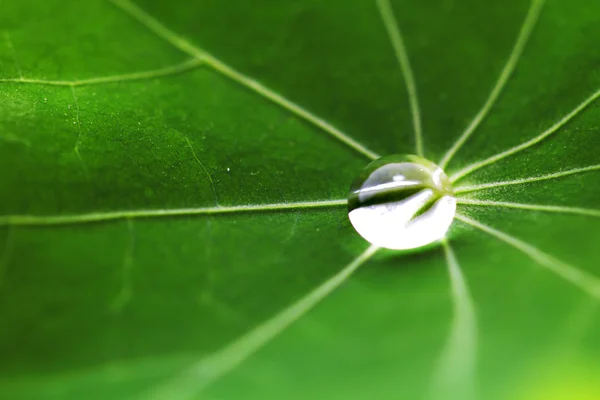 Water drop on green leaf — Stock Photo, Image