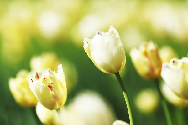 Weiße Tulpen — Stockfoto