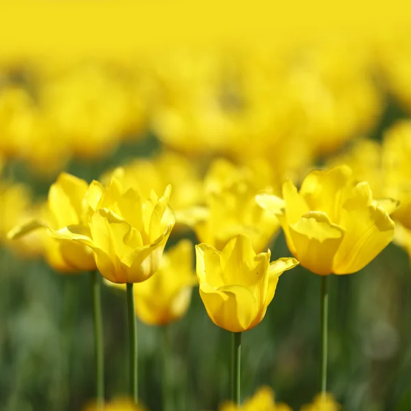 Gele tulpen — Stockfoto