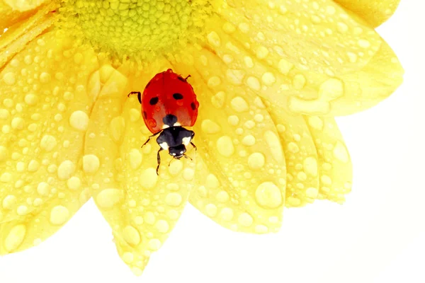 Ladybug on yellow flower — Stock Photo, Image