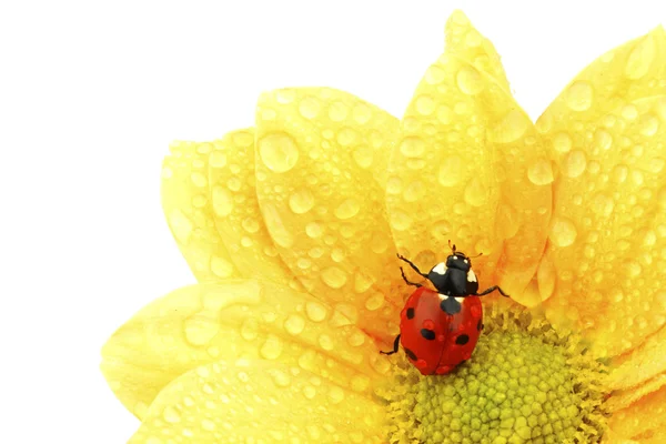 Mariquita en flor amarilla — Foto de Stock