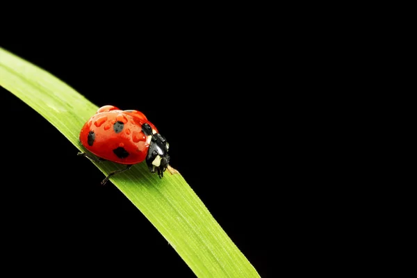 Joaninha isolada em preto — Fotografia de Stock