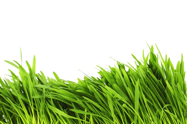 Ізольована трава — стокове фото