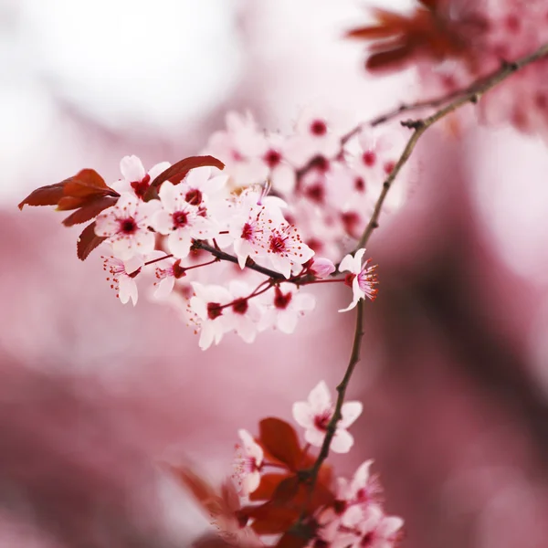 Rosa sacura — Stockfoto