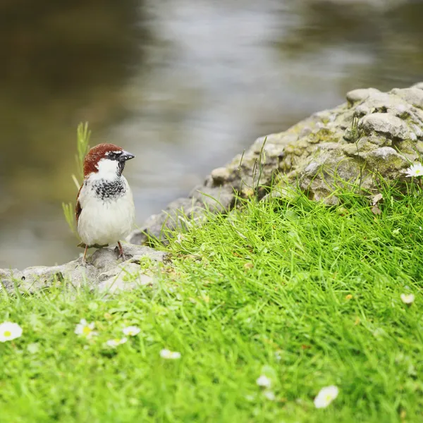 Duif gras — Stockfoto