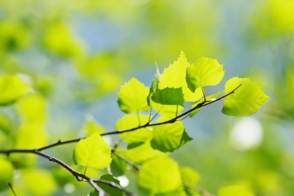 Gröna blad bakgrund — Stockfoto