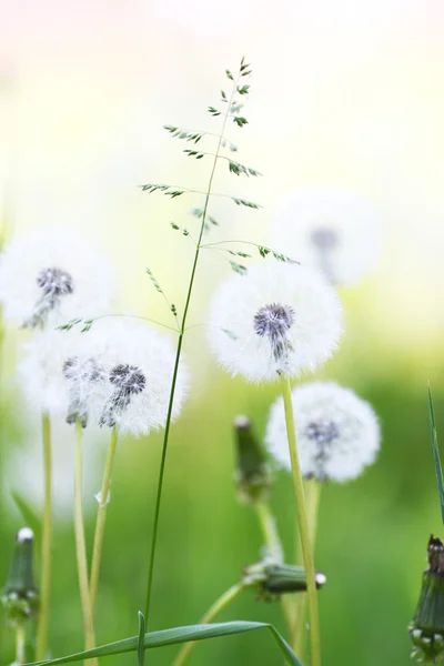 Beyaz dandelions — Stok fotoğraf