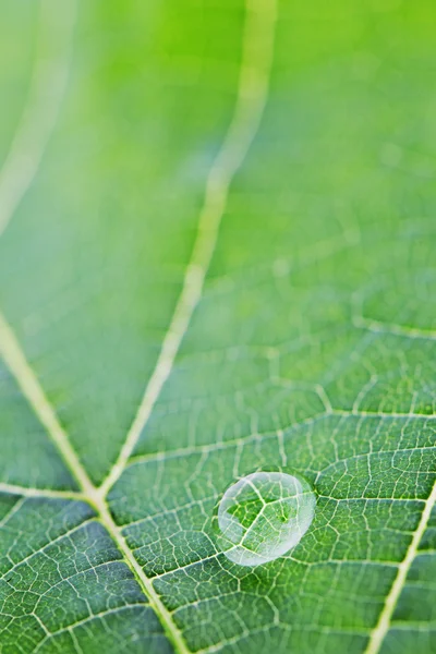 Wassertropfen auf Blatt — Stockfoto