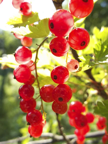 Red currants in the garden — Stock Photo, Image