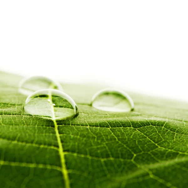 Gotas de água na macro folha — Fotografia de Stock