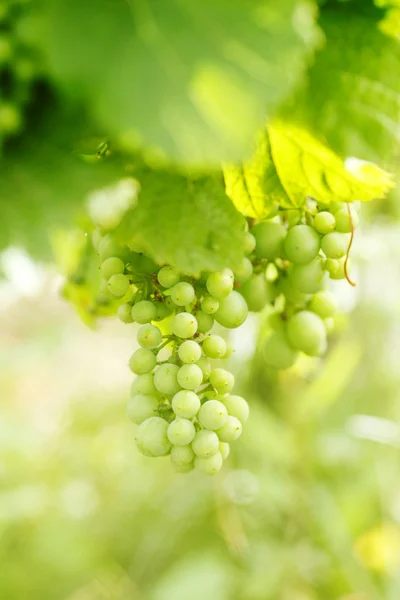 Гроздь винограда на виноградной лозе — стоковое фото