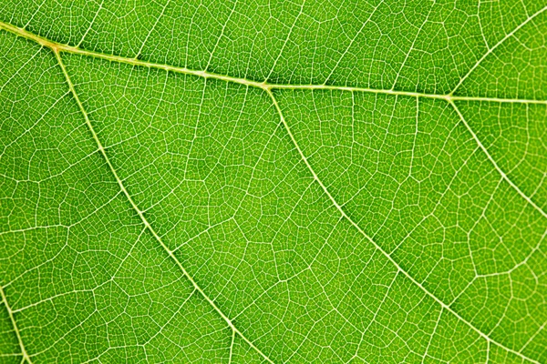 Textura de hoja verde — Foto de Stock