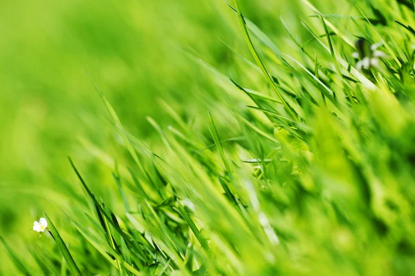 Groen gras — Stockfoto