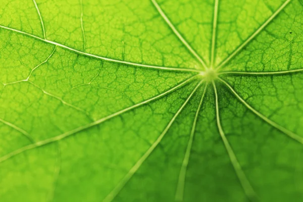 Green leaf texture — Stock Photo, Image