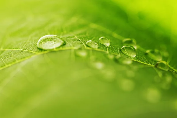 Goccia d'acqua su foglia verde — Foto Stock