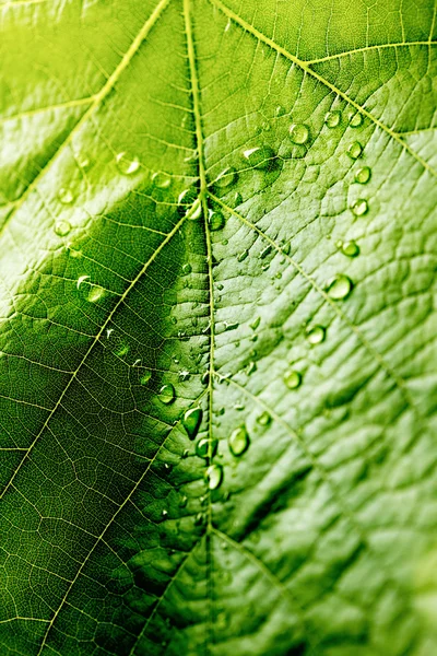 Grönt löv med droppar vatten — Stockfoto