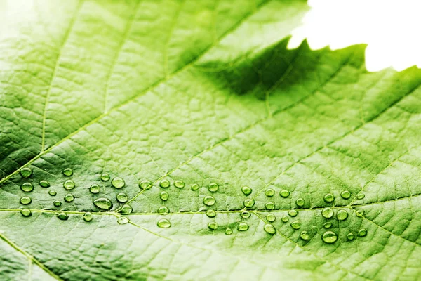 Foglia verde con gocce d'acqua — Foto Stock