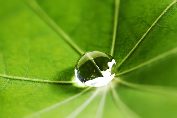 Gota de agua en la hoja verde —  Fotos de Stock