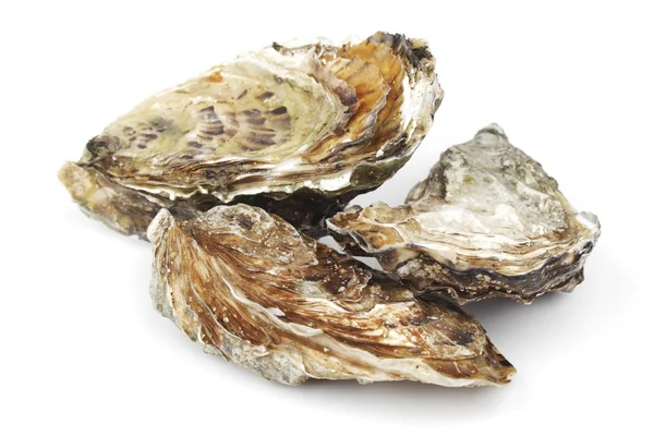 Oysters on white — Stock Photo, Image