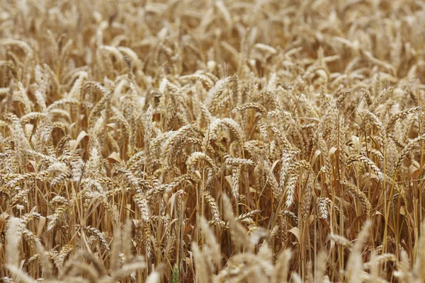 Пшениця крупним планом на фермерському полі — стокове фото