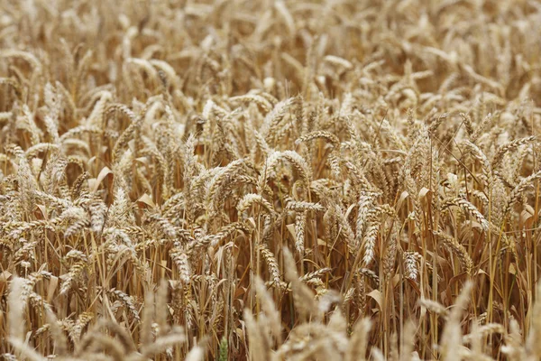 Trigo de cerca en el campo de cultivo —  Fotos de Stock