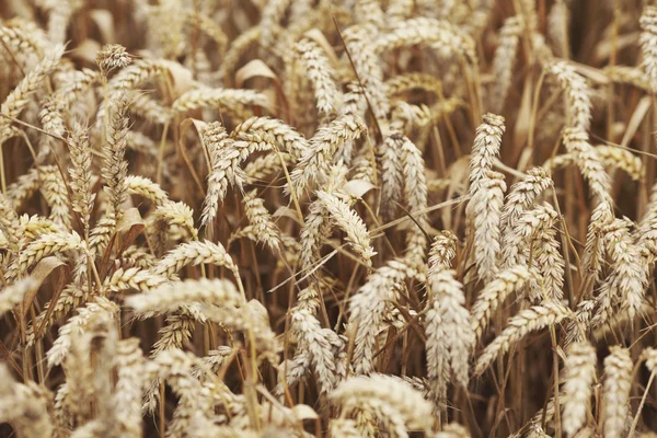 Champ de blé près de la ferme — Photo