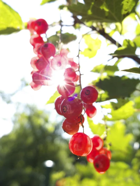Bahçede kırmızı frenk üzümü — Stok fotoğraf