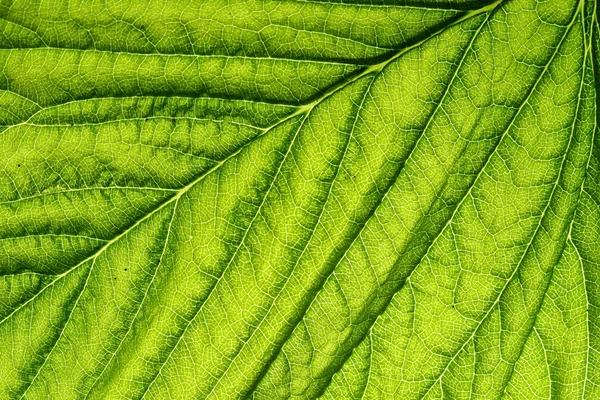 Green leaf vein — Stock Photo, Image