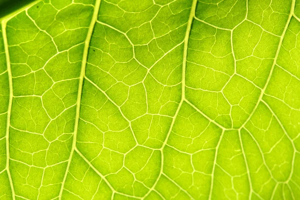 Green leaf vein — Stock Photo, Image