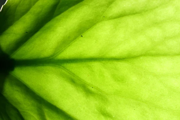 Green leaf vein — Stock Photo, Image