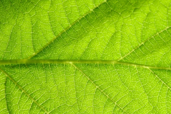 Grüne Blattader — Stockfoto