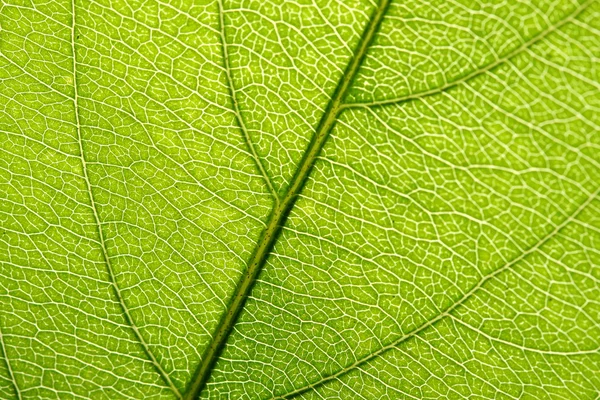 Green leaf vein — Stock Photo, Image