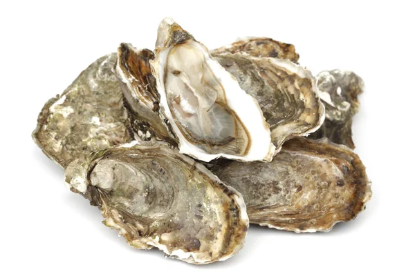 Oysters on white — Stock Photo, Image