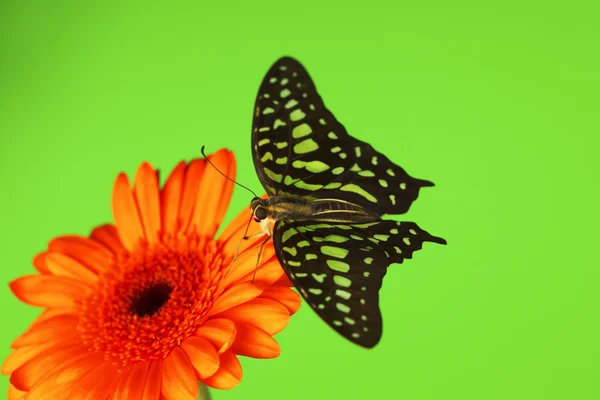 Graphium op oranje gerber — Stockfoto