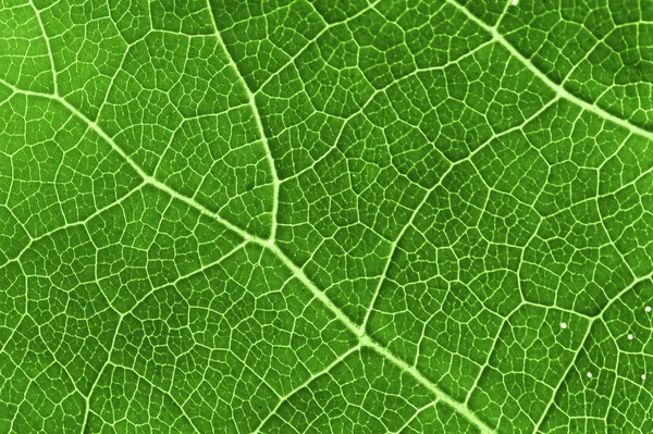 Green leaf — Stock Photo, Image