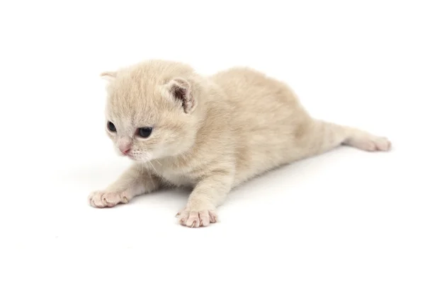 Gato isolado — Fotografia de Stock