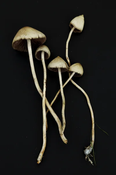 Psilocybe semilanceata — Stock Photo, Image