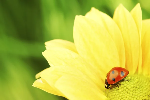 Nyckelpiga på gul blomma — Stockfoto