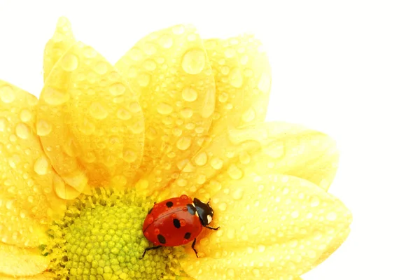 Nyckelpiga på gul blomma — Stockfoto