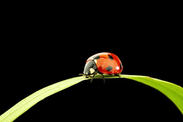 Coccinella isolata su nero — Foto Stock