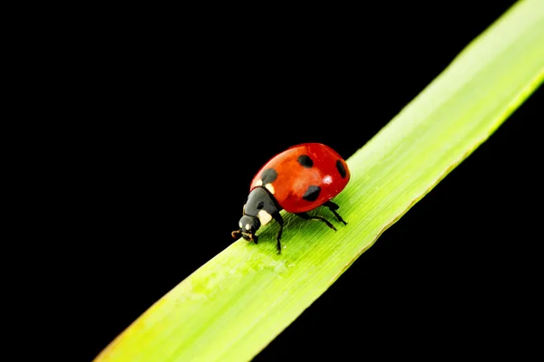 Marienkäfer isoliert auf schwarz — Stockfoto