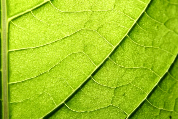 Grüne Blattader — Stockfoto