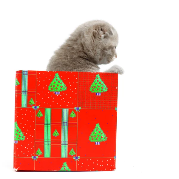 Kedi hediye kutusu — Stok fotoğraf