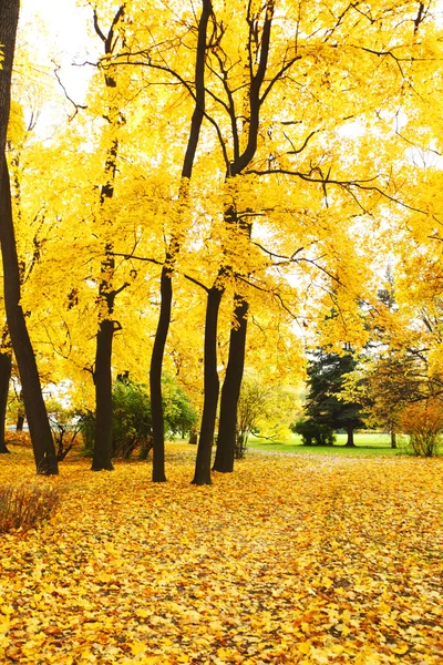 Herfstpark — Stockfoto