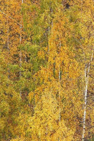 Höstens träd — Stockfoto