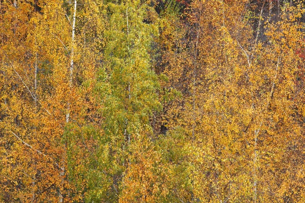 Őszi fa — Stock Fotó