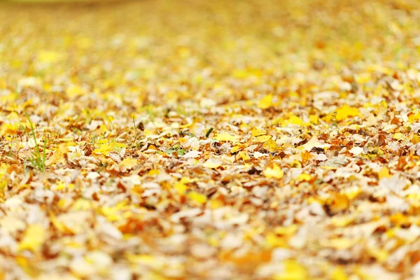 Colorful autumn leaves — Stock Photo, Image